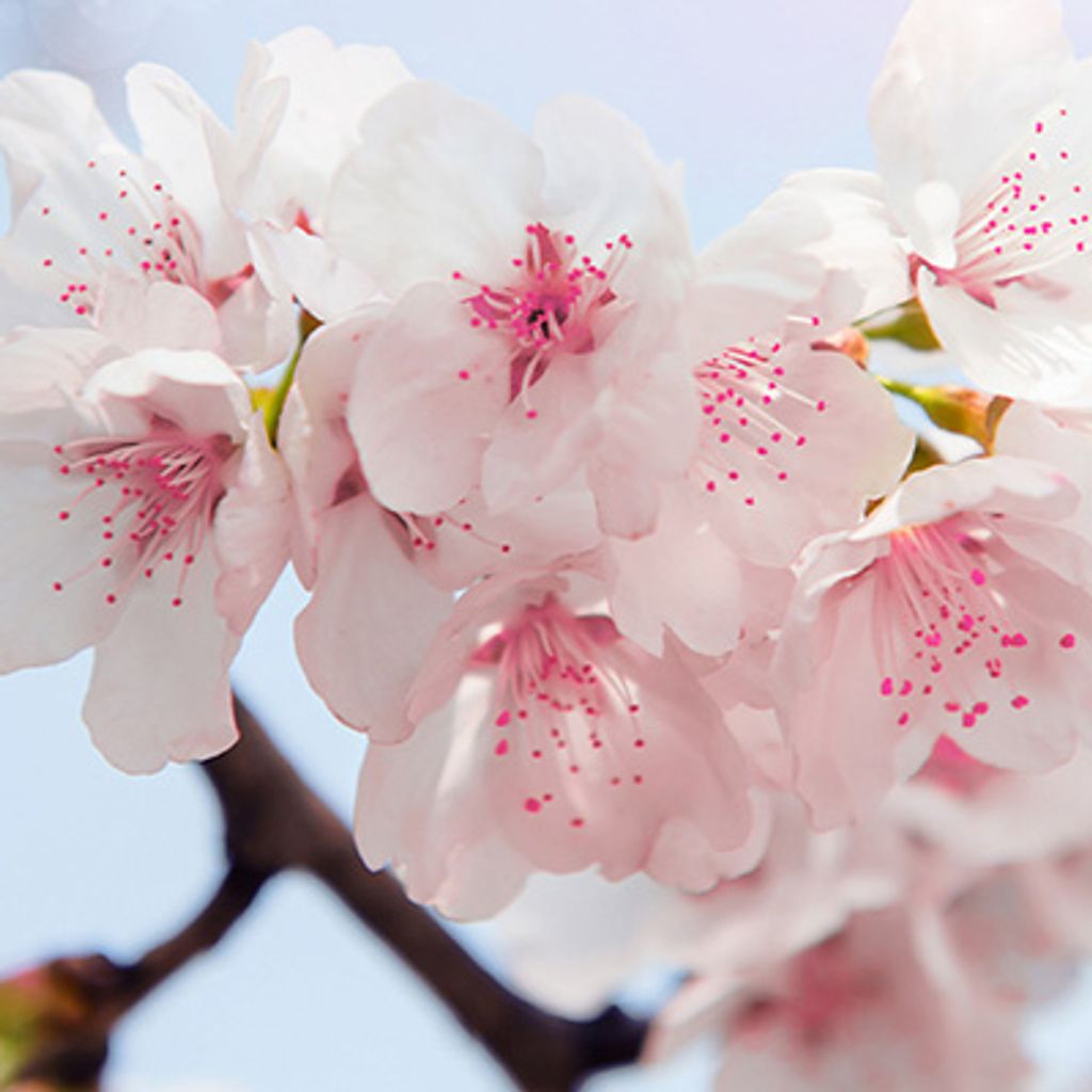 Peggy Faustine Reed Profile Photo