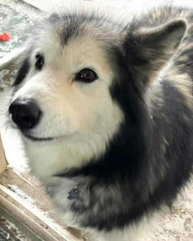 Kira