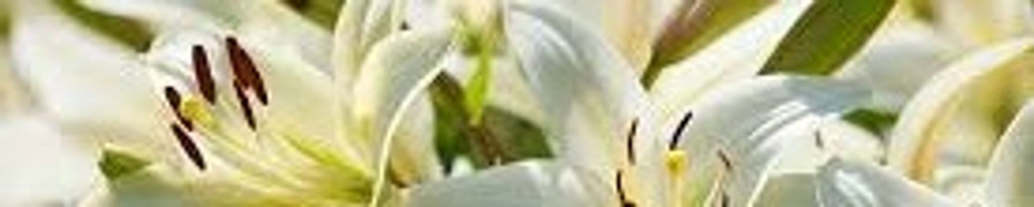 Cover for Mary K. Lilly's Obituary