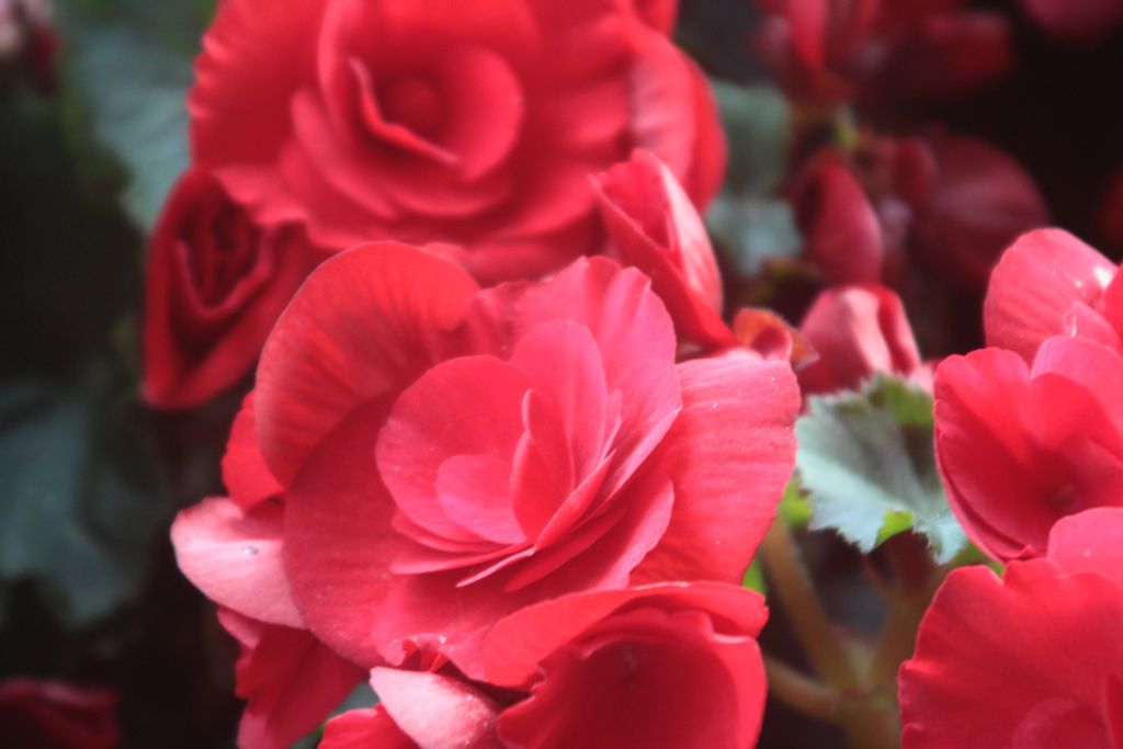 Charlotte Ann Ratliff Profile Photo