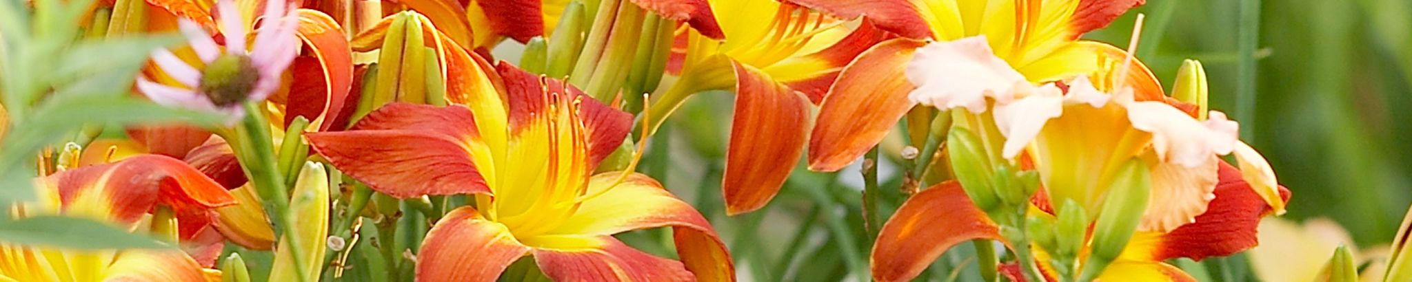 Cover for Margaret "Peggy" M. Prokop's Obituary