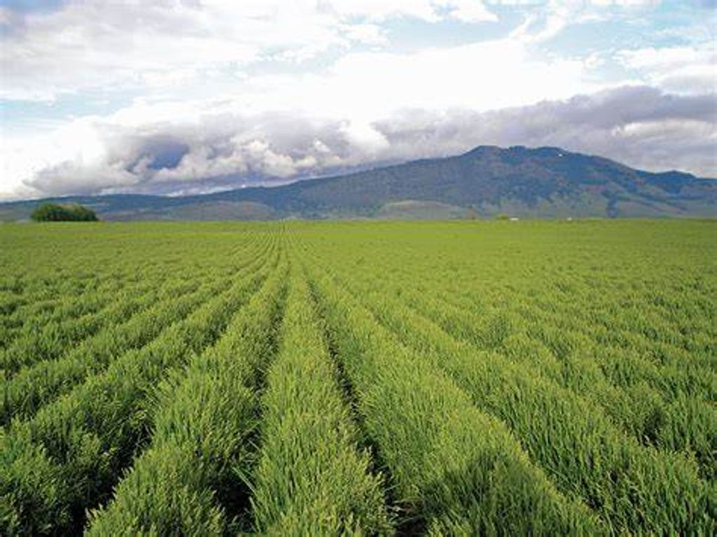 Darle Leroy Cowdrey Profile Photo