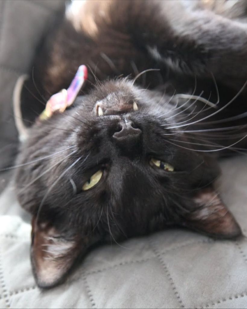 Smudge Carter Profile Photo