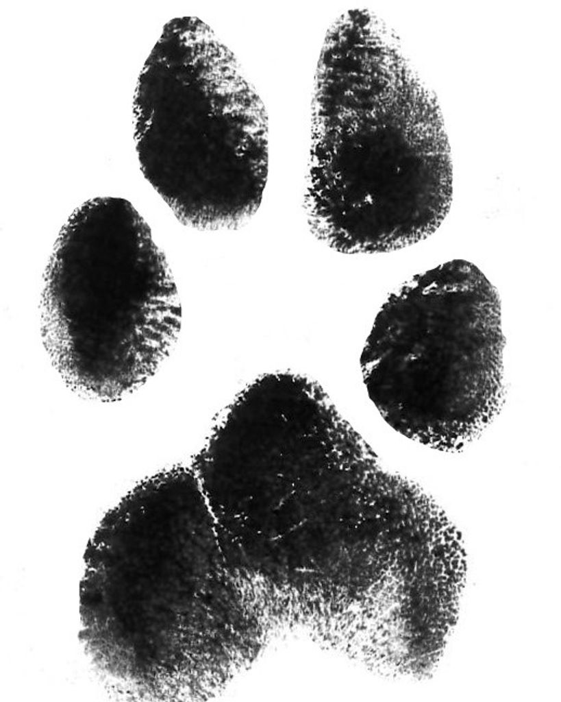 Kingston Robbins Profile Photo