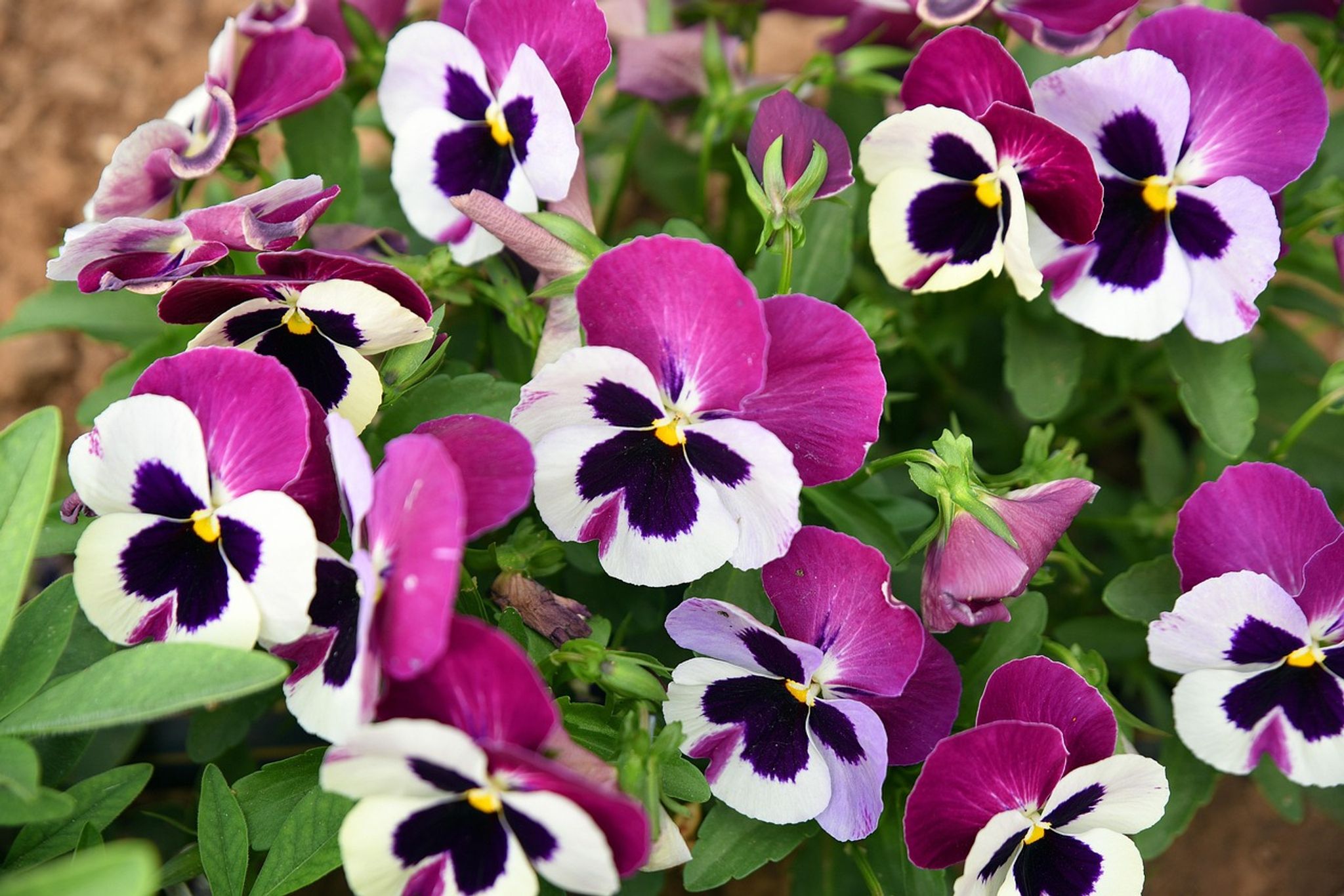 Cover for Pansy Hughes York's Obituary