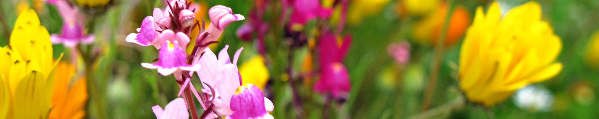 Cover photo for Patricia Louella Tyner's Obituary