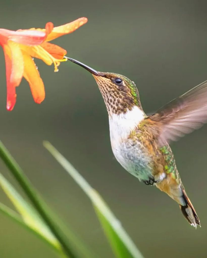 Martha Ueckert McDaniel Profile Photo