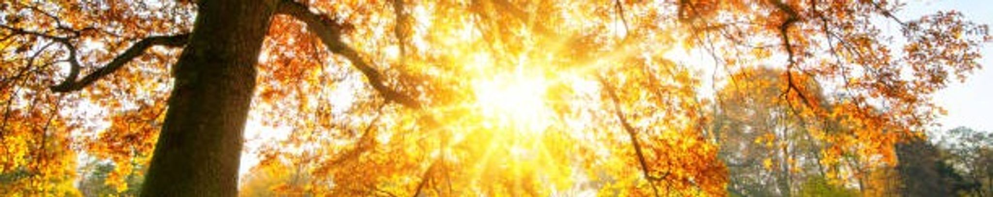 Cover for Tonya Gibbs's Obituary