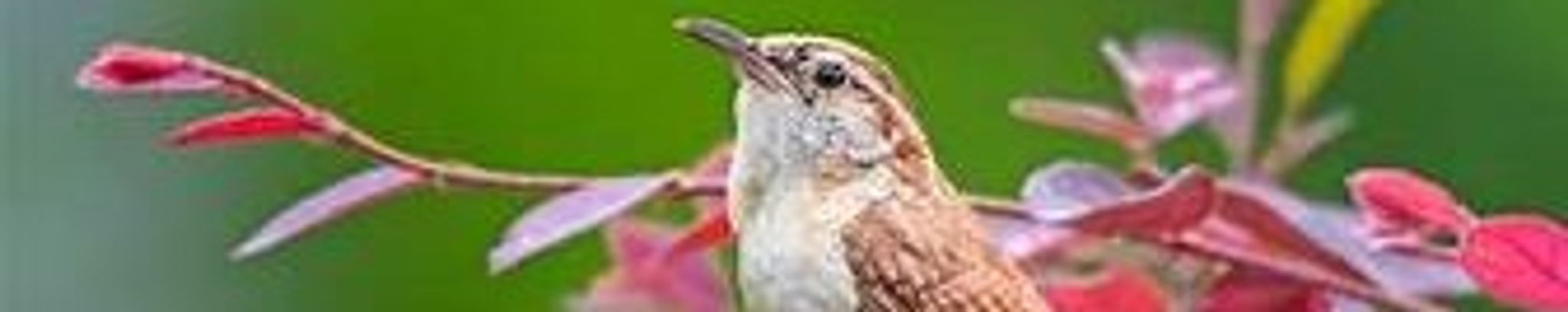 Cover for Bess Rose Mercer's Obituary