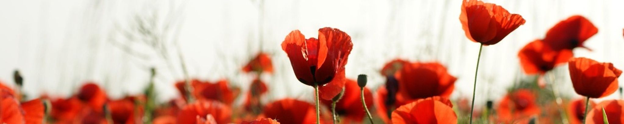 Cover for Peter Hennessey's Obituary