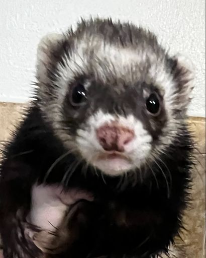 Bandit ?'s obituary image