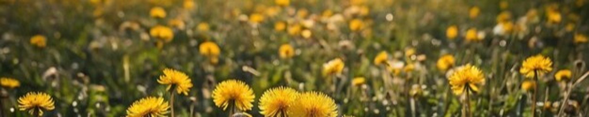 Cover photo for Jenny Lynn Petersen (nee Berry)'s Obituary