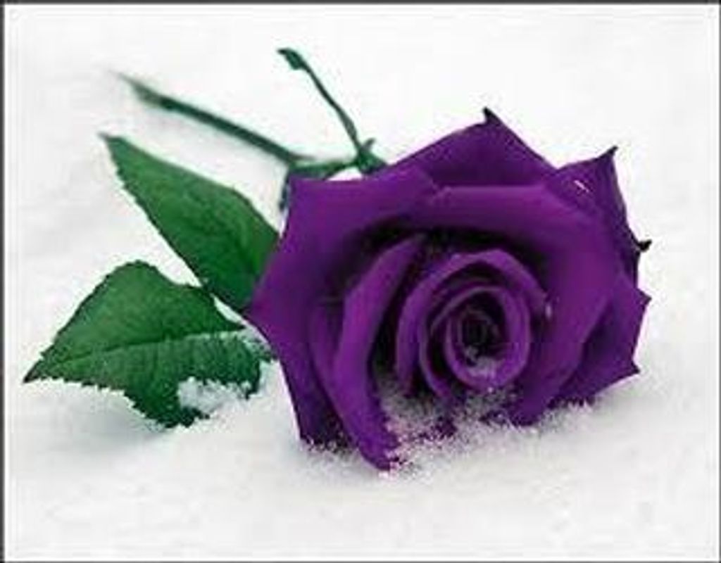 Gwendolyn Green Williams