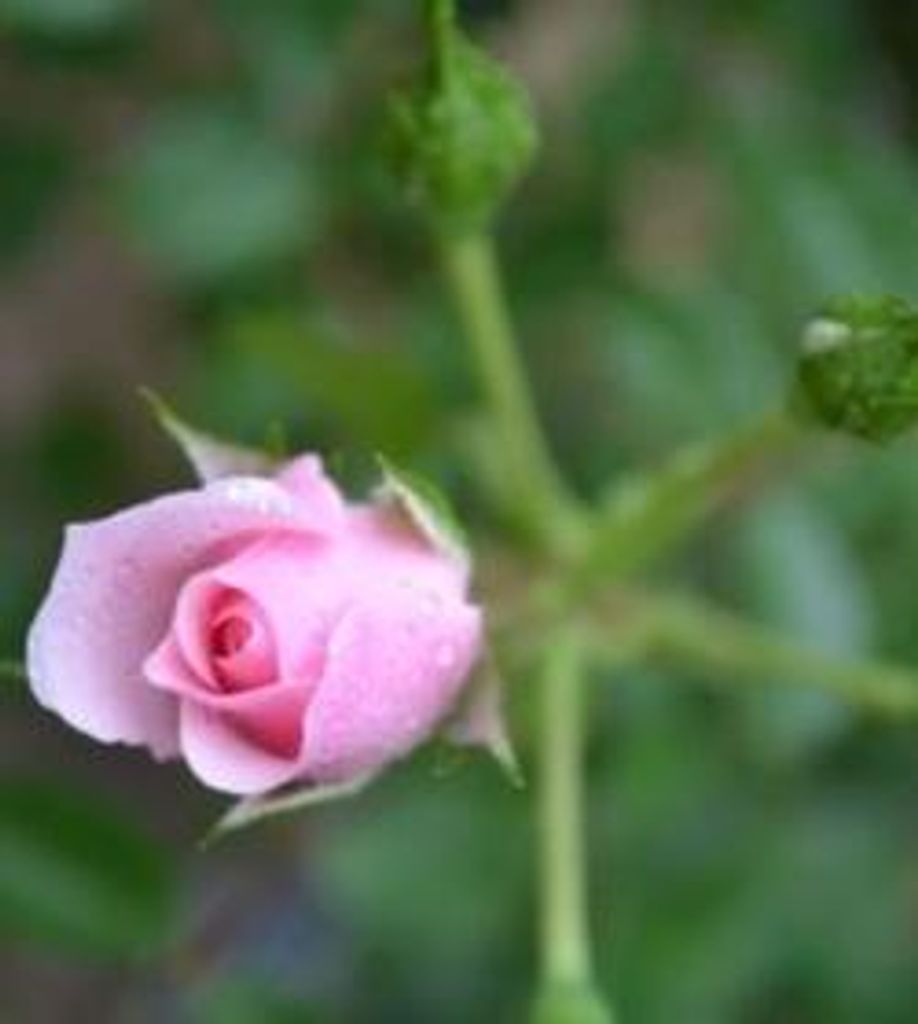 Margaret Lynn Knight