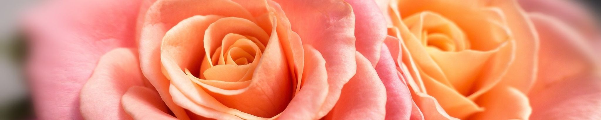 Cover photo for Trisha Marie Miller's Obituary