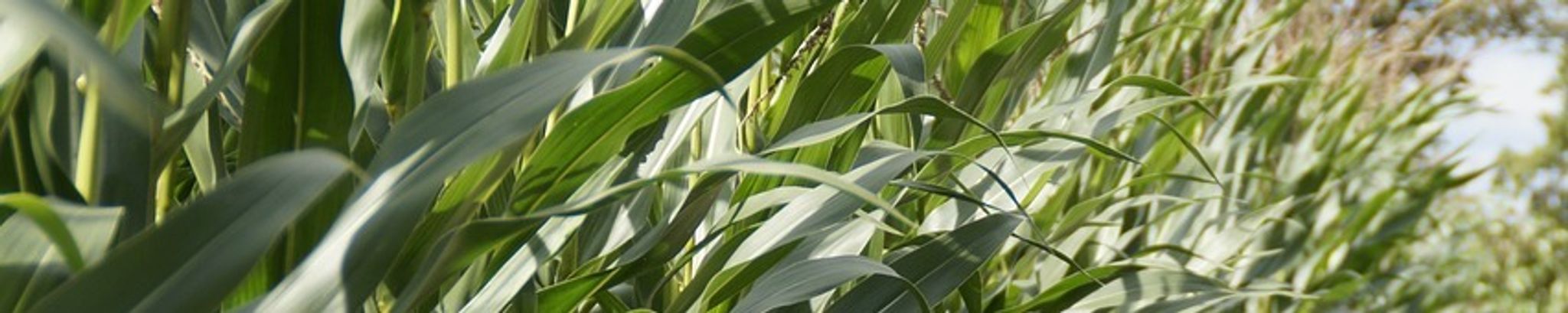 Cover photo for Ryan N. Kleine's Obituary