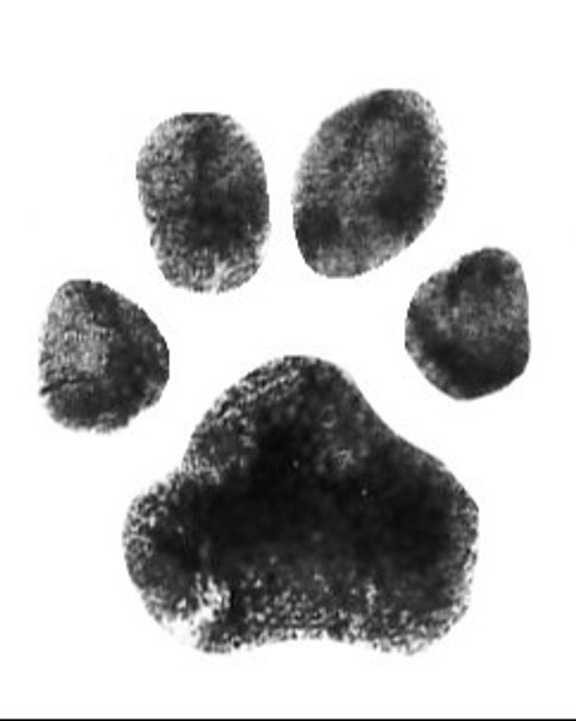 Hemi Bullock Profile Photo