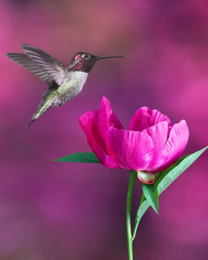 Phyllis Jean Minnesota Profile Photo