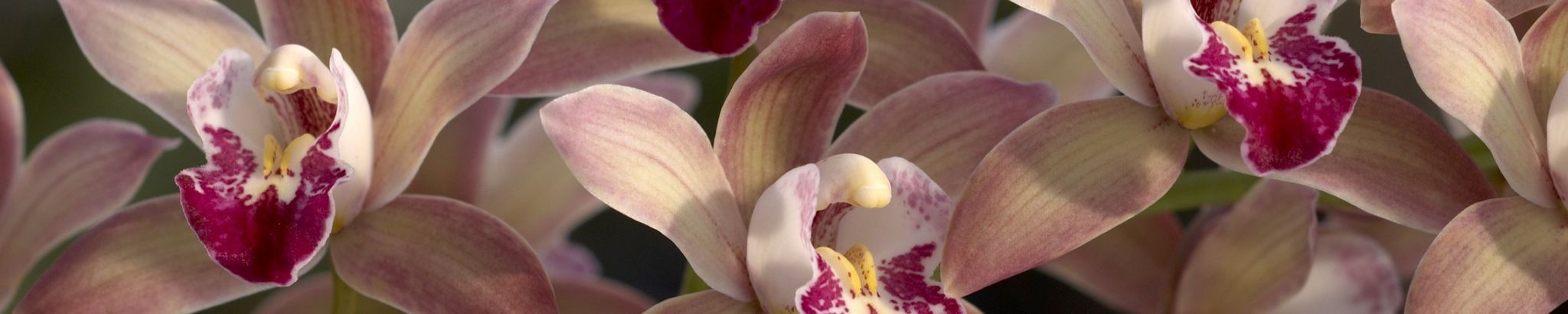 Cover photo for Mary Wilma Thomas's Obituary
