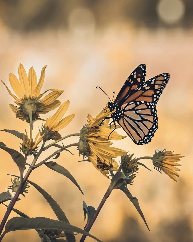 Debra Vang Profile Photo