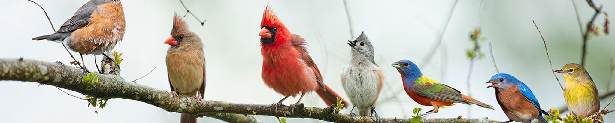 Cover for Ruth Silva's Obituary