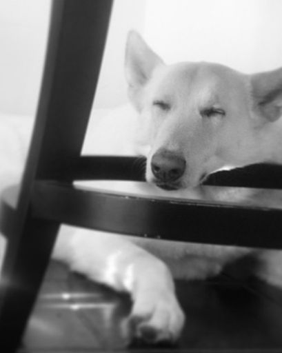 Maya's obituary image