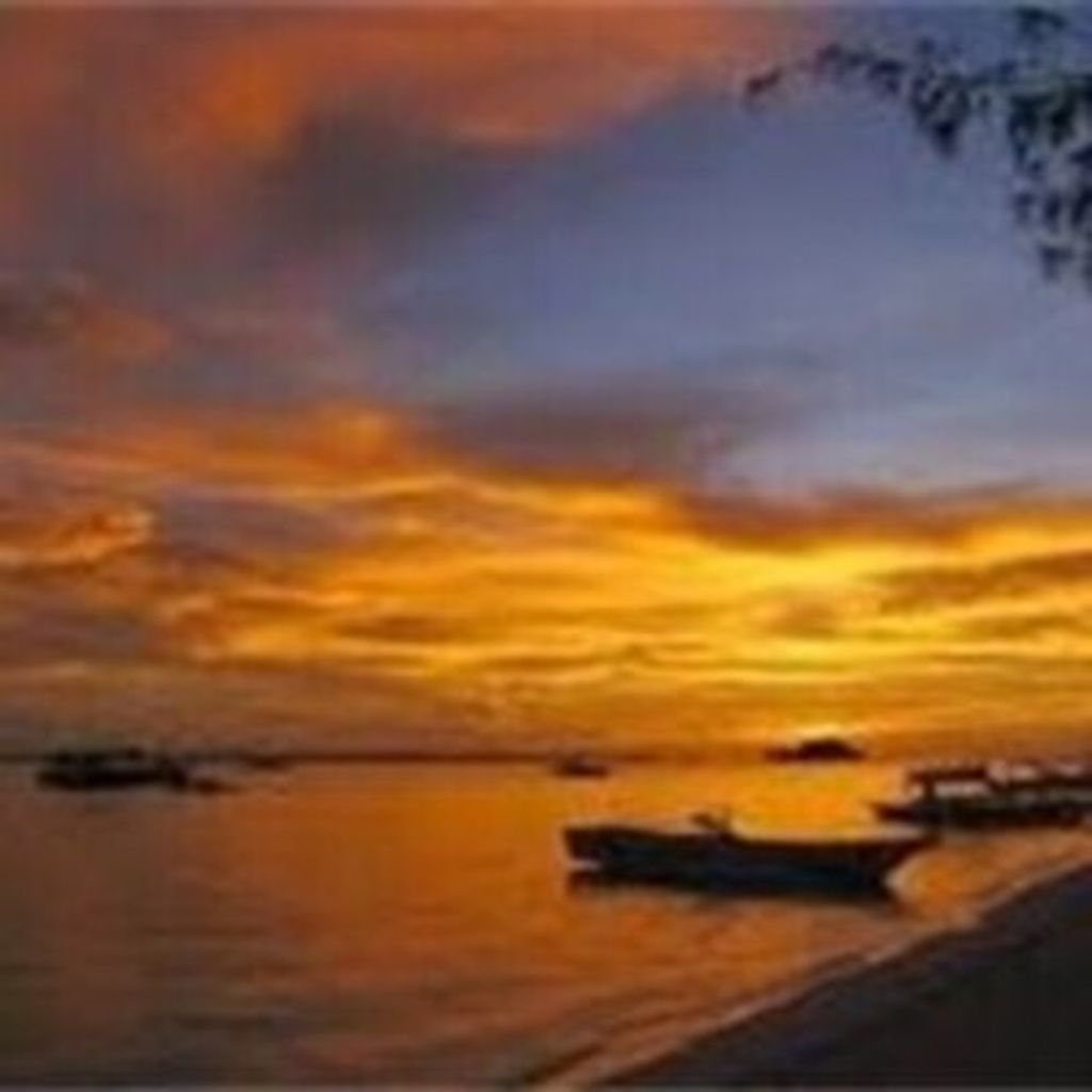 Senecio Dublois Mausisa