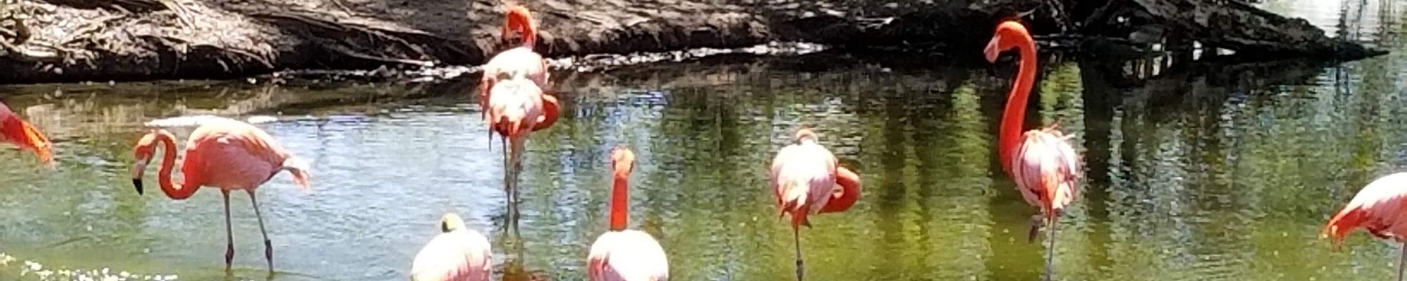 Cover for Angela Lillard Simpson's Obituary