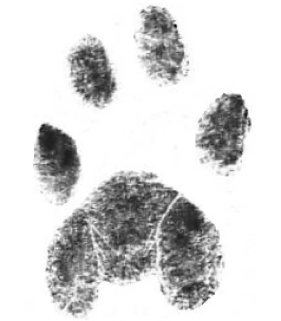 Gracie Wehunt