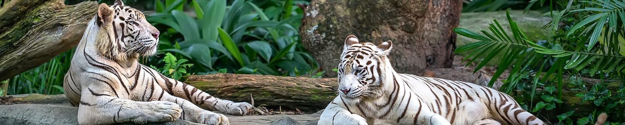 Cover for Kenneth Brown's Obituary