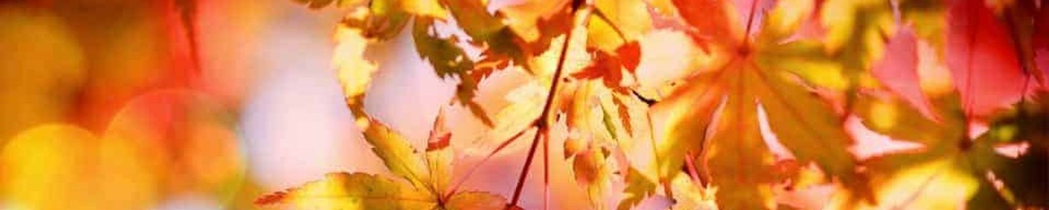 Cover photo for Cynthia Williams's Obituary