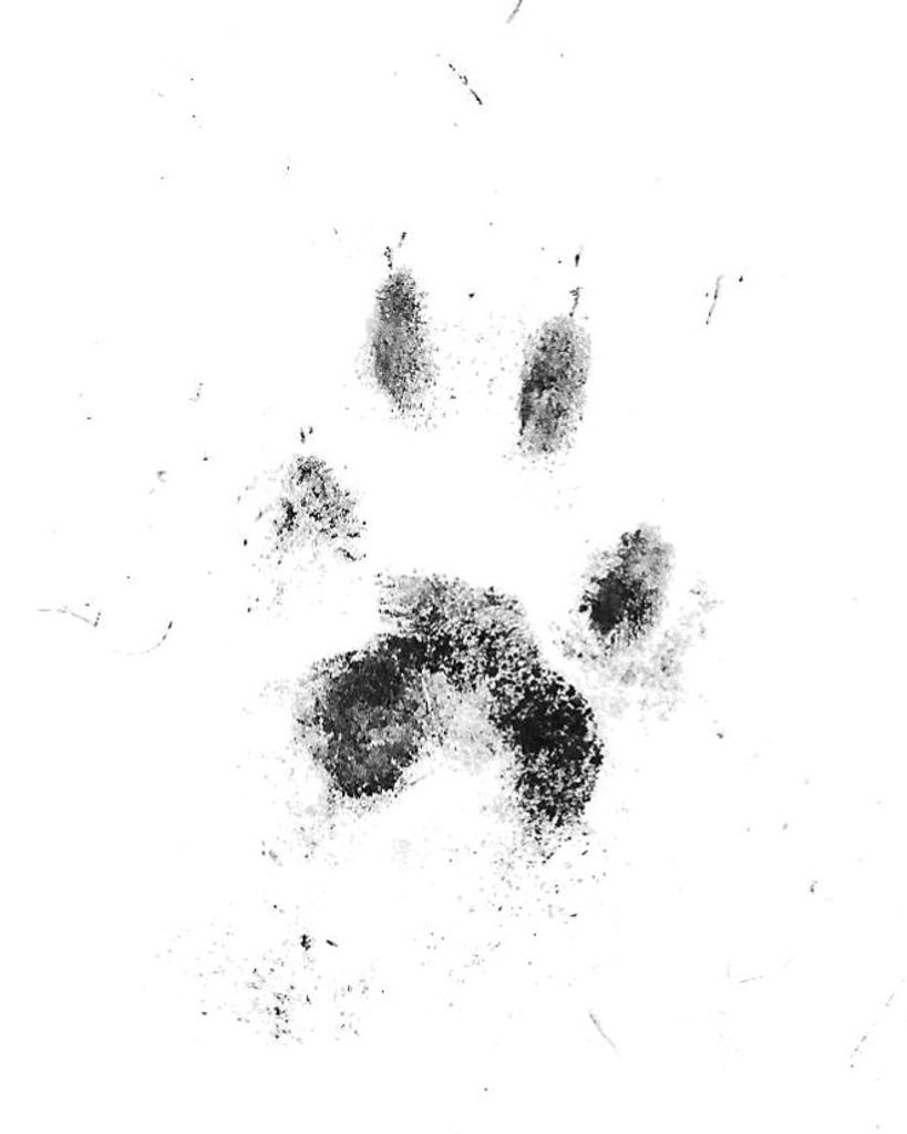 Sugar "Bear" Vickrey Profile Photo