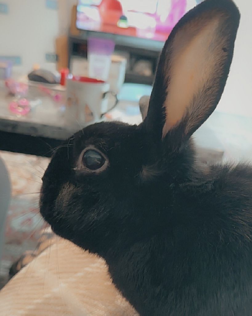 Biggie Bellar Profile Photo