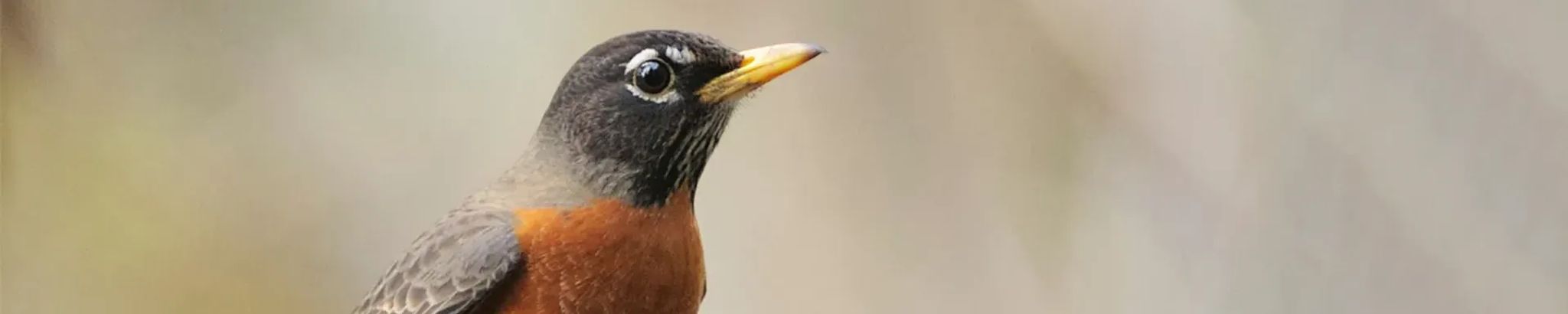 Cover for Norman K. Moore's Obituary