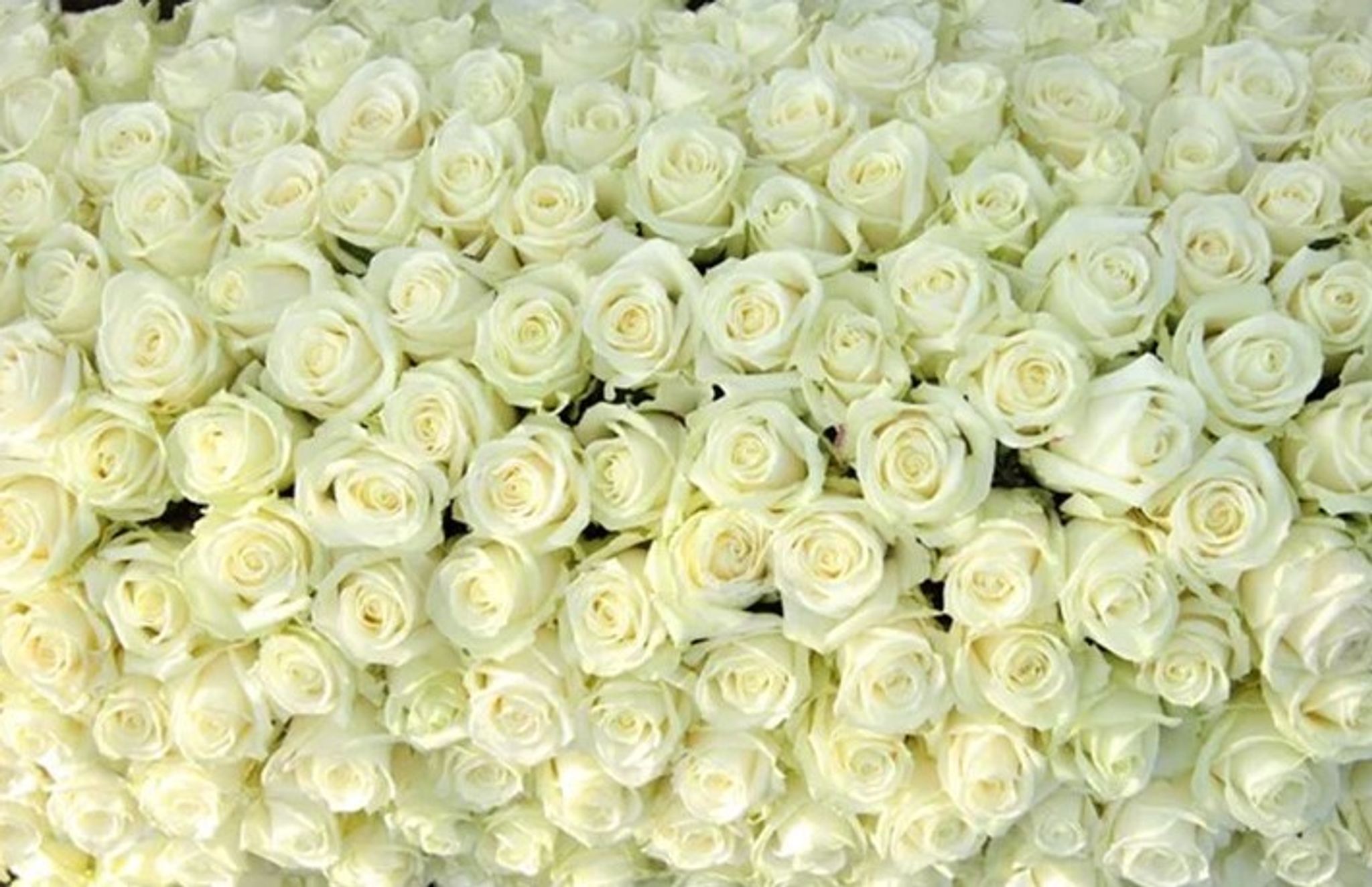 Cover photo for Juanita Oaxaca Paez's Obituary