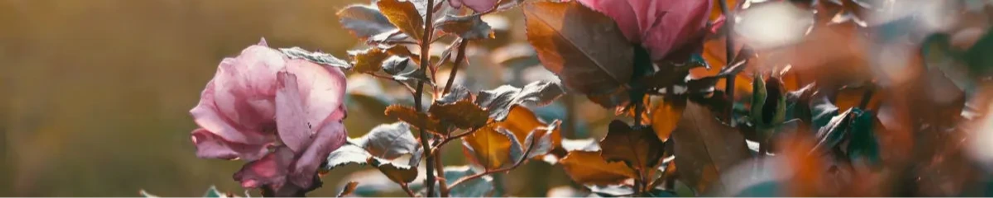 Cover photo for Doris Brown Brewer's Obituary