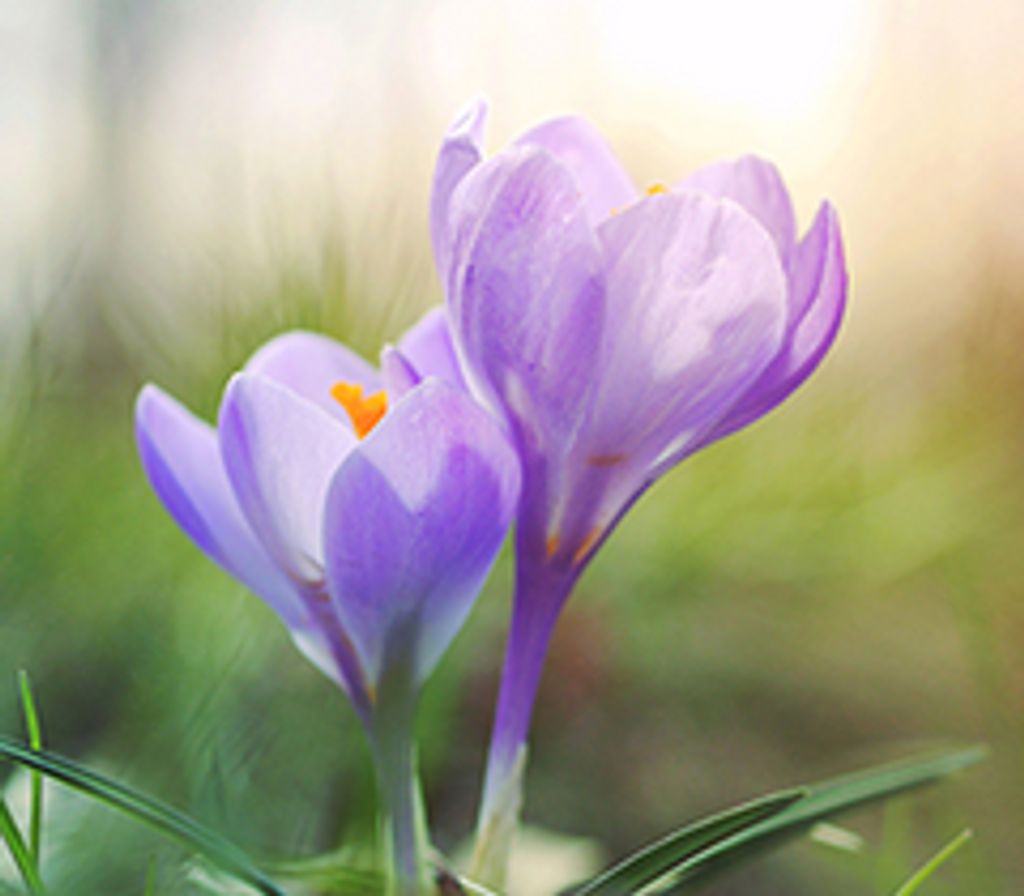 Rita Geshel (Lorasch)