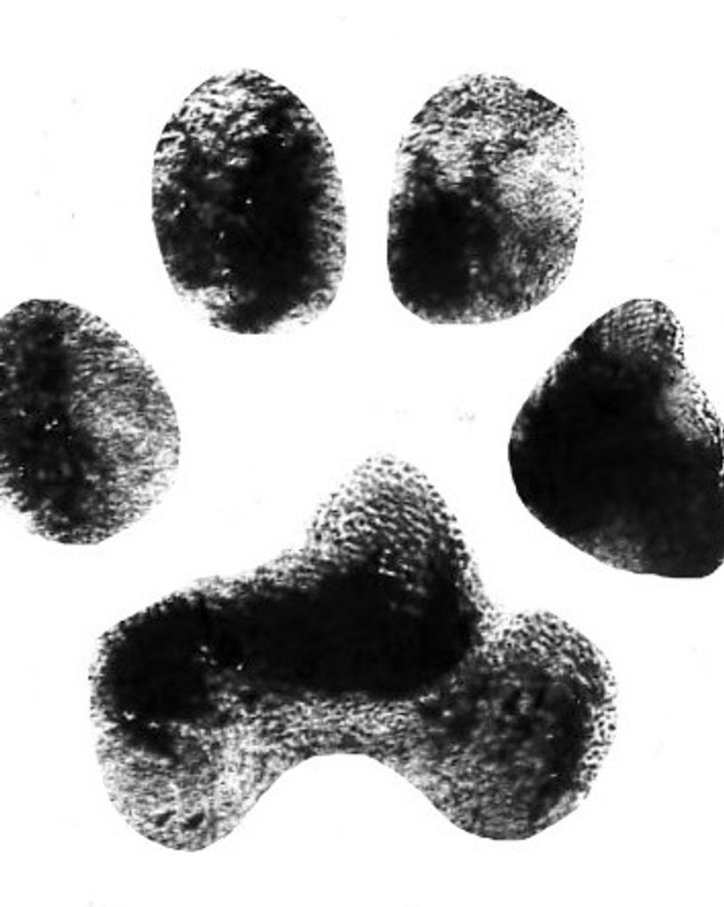 Nugget Pierce Profile Photo