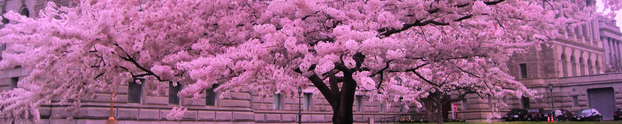 Cover for Lynda "Lynn" Annette Lewis's Obituary