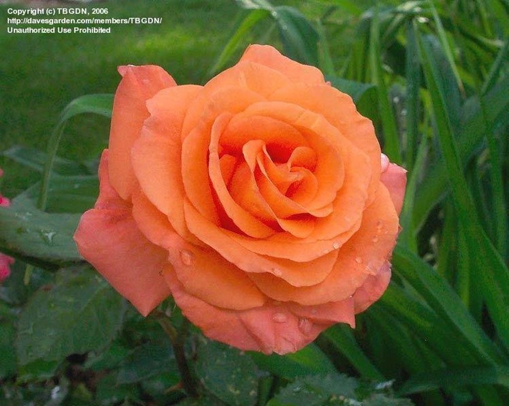 Lucille Napier Heitkamp Profile Photo