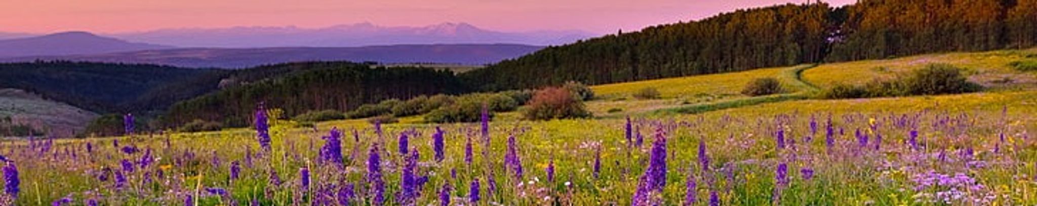 Cover photo for Kathy Morris's Obituary