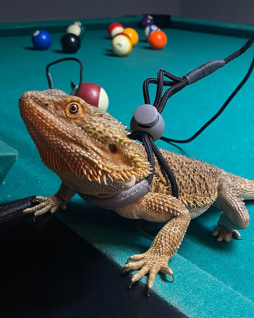 Yoshi 🖤 Profile Photo