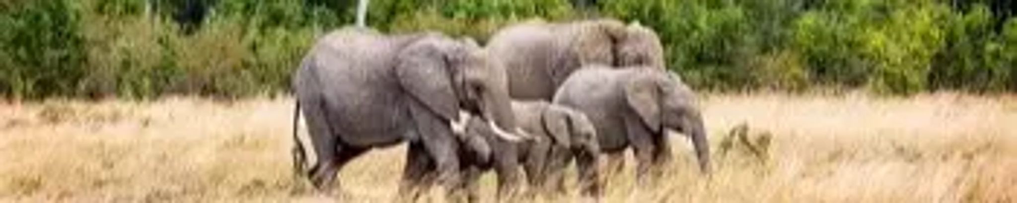 Cover for Linda K. Shaw's Obituary