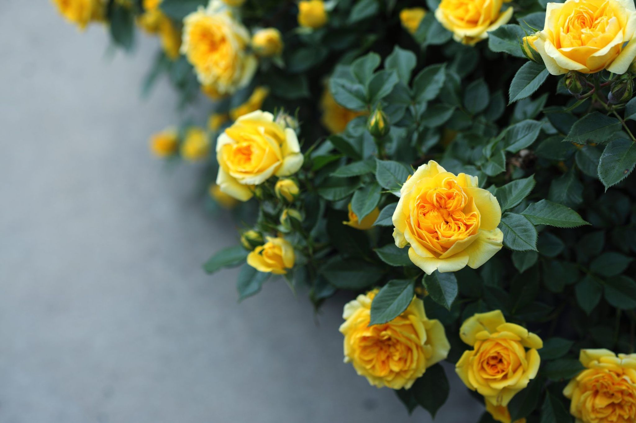 Cover photo for Betty Kaye Greer White's Obituary