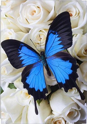 Rita Lacondi Profile Photo