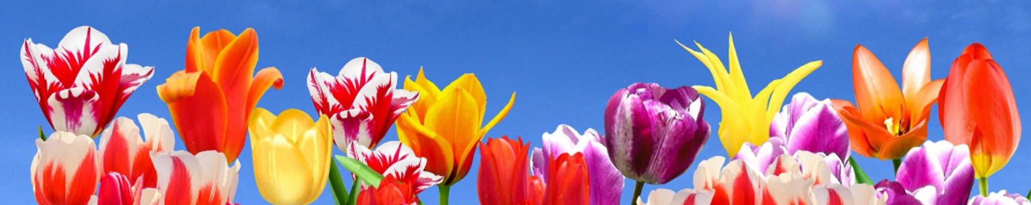 Cover photo for Linda Tessneer's Obituary