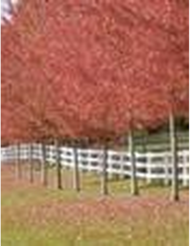 Barbara Ann Wacholtz Krieger-Kopp