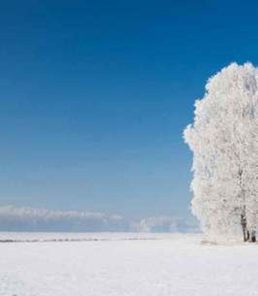 Jeannette Barron Profile Photo