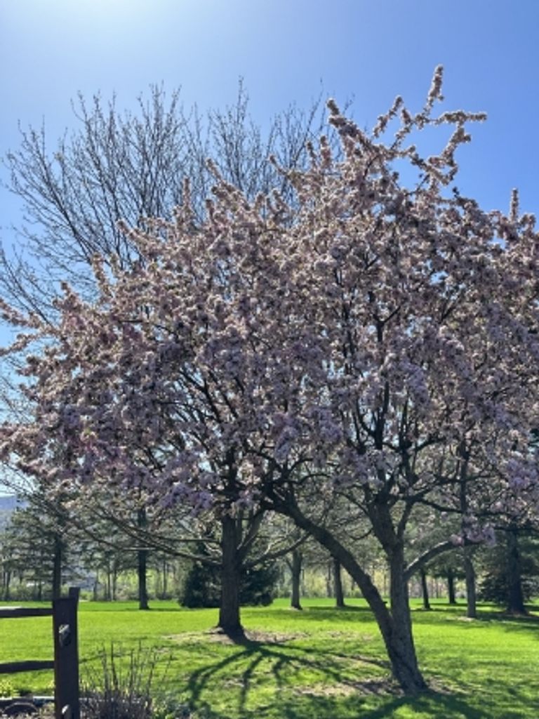 Alberta F. Naylor Profile Photo