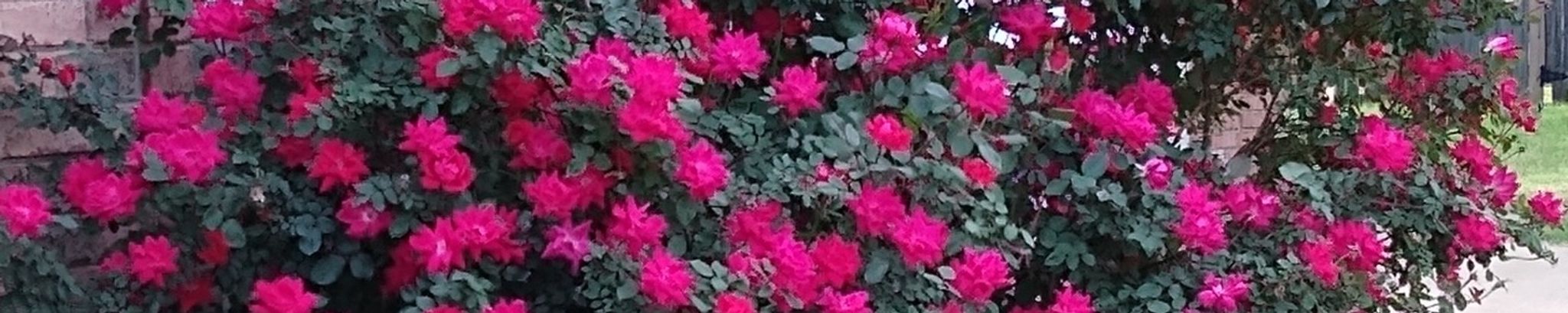 Cover photo for Rosa Ocampo de Rueda's Obituary
